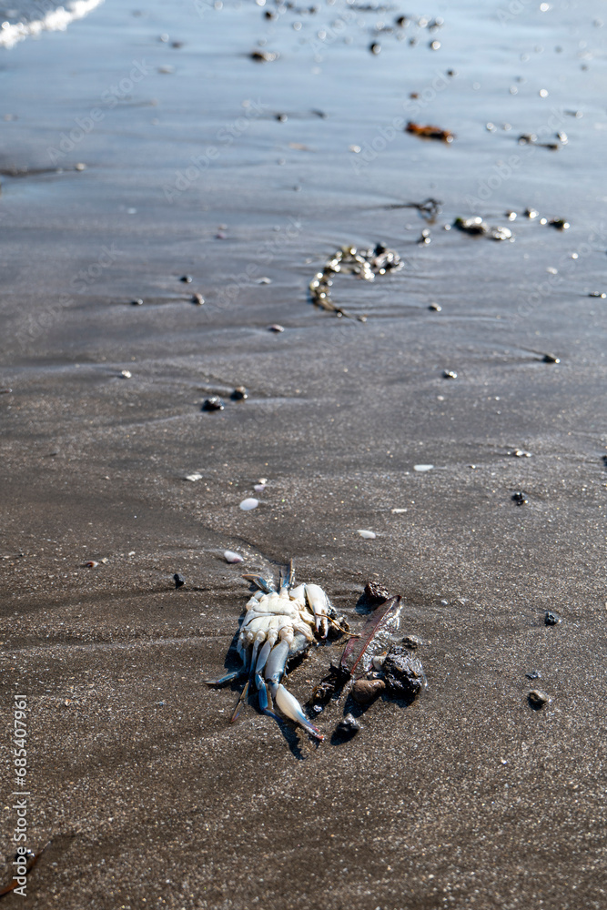 Crab Carcass on the Beach with Wet Sands and Waves