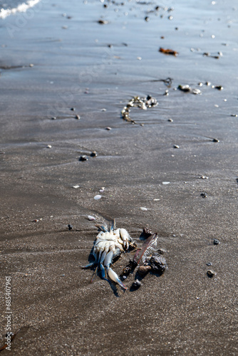 Obraz na płótnie Crab Carcass on the Beach with Wet Sands and Waves w salonie