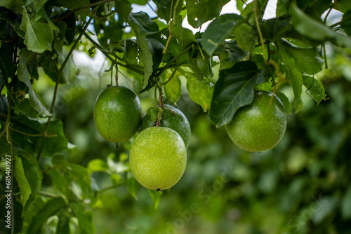 Cultivo de maracuyá