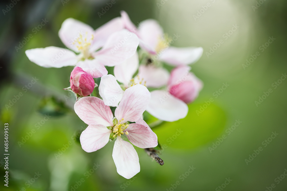 Selective focus of pink and white apple tree blossoms with blurred background and copy space. Selective focus of pink and white apple tree blossoms with blurred background and copy space.