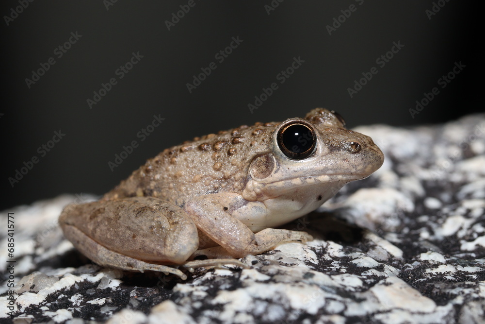 Bumpy Rocket Frog (Litoria inermis) Bumpy Rocket Frog (Litoria inermis)