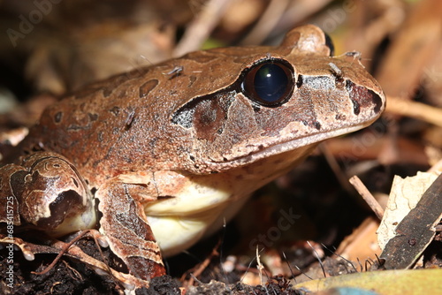 Northern Barred Frog in Australia photo