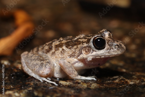 Bumpy Rocket Frog (Litoria inermis) photo