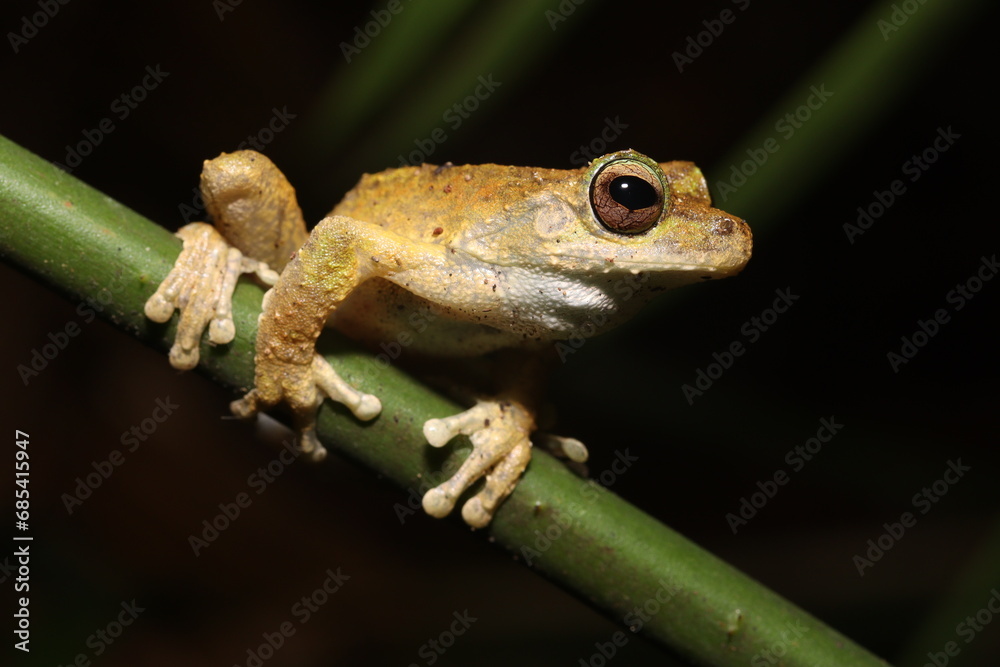 Obraz premium Kuranda Tree Frog in Queensland Australia