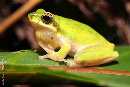 Dwarf Tree Frog in Queensland Australia photo