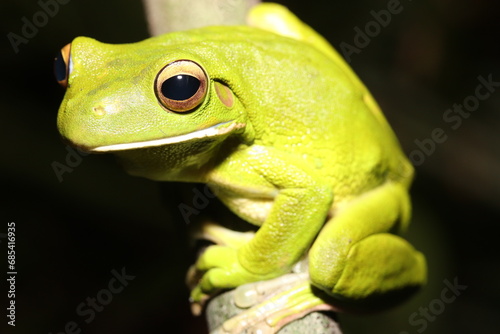 White-lipped Green Tree Frog in Australia