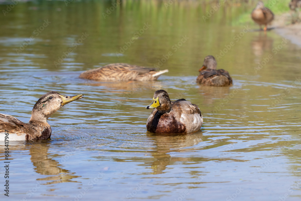 Ducks in the water.Wild ducks in their natural habitat.Birds and animals in wildlife concept. Ducks in the water.Wild ducks in their natural habitat.Birds and animals in wildlife concept.