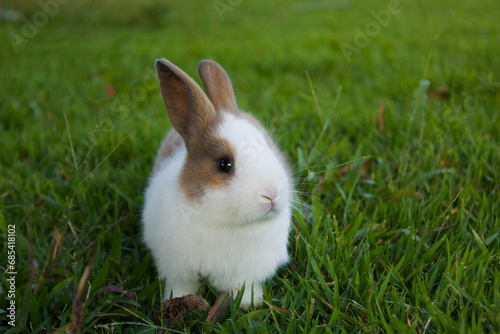 Conejo blanco con manchas chocolates