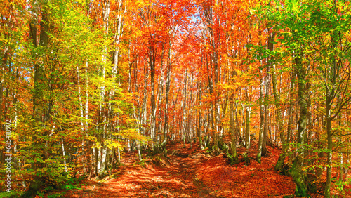 Autumn landscape - view of a forest road in the autumnal mountain beech forest, Carpathians, Ukraine