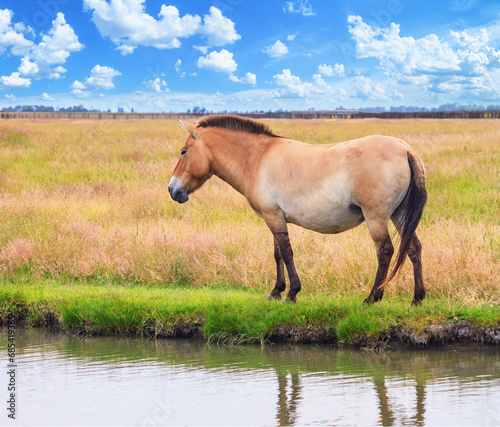 Summer landscape - view of Przewalski's horse grazing near a water in the dry steppe, Ukrainian nature reserve Askania-Nova, Ukraine