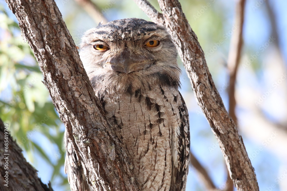 Tawny Frogmouth found across Australia Tawny Frogmouth found across Australia