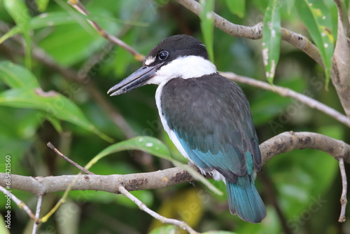 Torresian Kingfisher of Queensland Australia photo