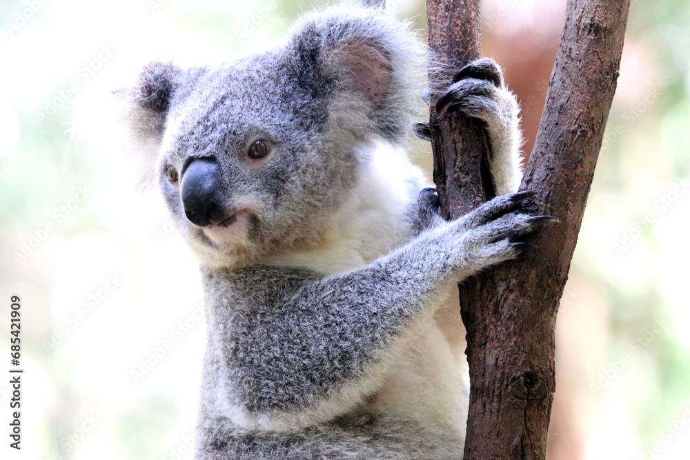 Fototapeta premium Koala Endemic Arboreal Marsupial of Australia