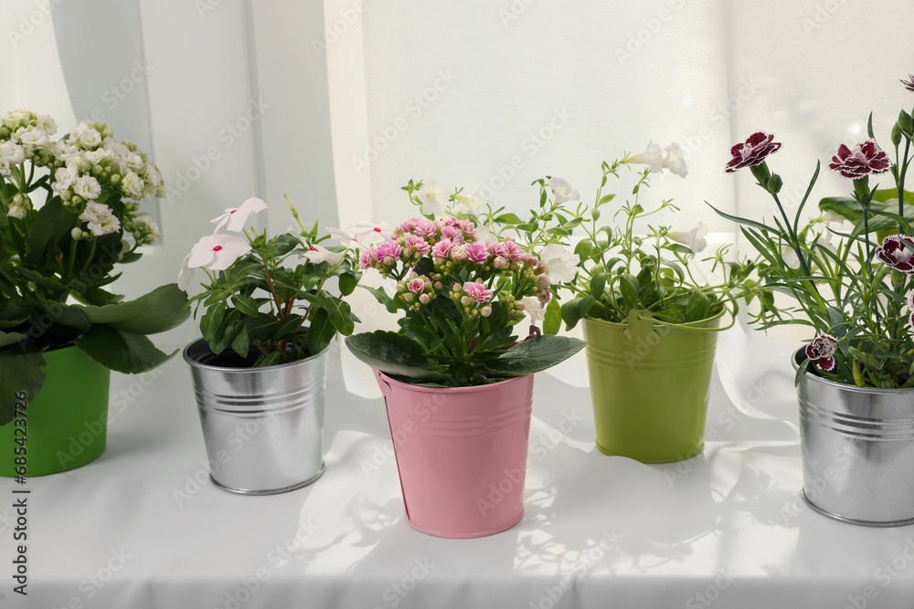 Fototapeta premium Different beautiful flowers in pots on windowsill
