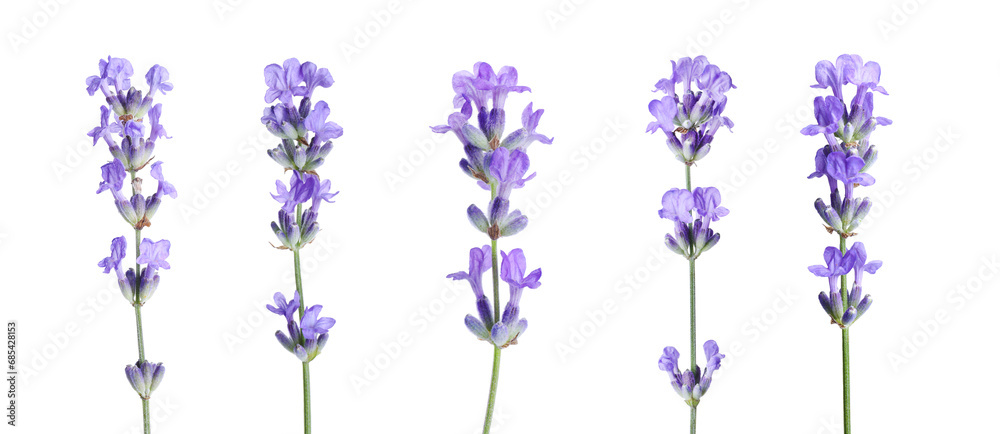 Naklejka premium Beautiful lavender flowers isolated on white, set