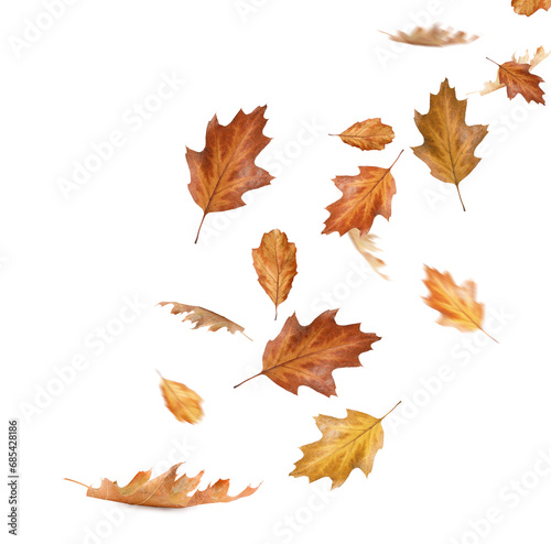 Dry autumn leaves falling on white background
