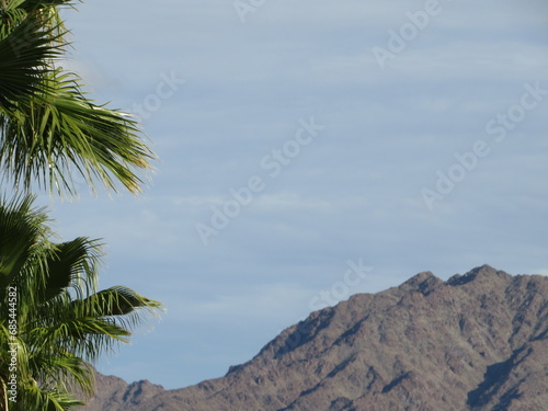palm trees in front of mountain
