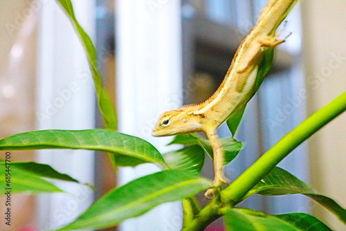 The garden chameleon (Calotes versicolor) is a species of reptile in the genus Calotes and belongs to the family Agamidae. Perched on a mango tree seedling behind the house. photo