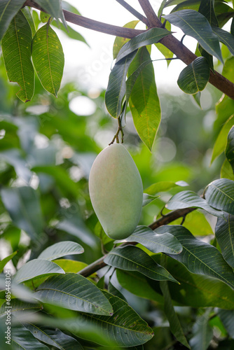 Fresh of unripe green mango fruit on the mango tree. Natural and organic high vitamin fruit from nature. Mangifera Indica L. mango fruit