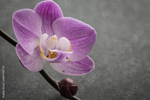 Branch of a blooming pink orchid close-up on a grey background marco. Gorgeous Phalaenopsis orchid flowers, isolated, copy space, high quality photo