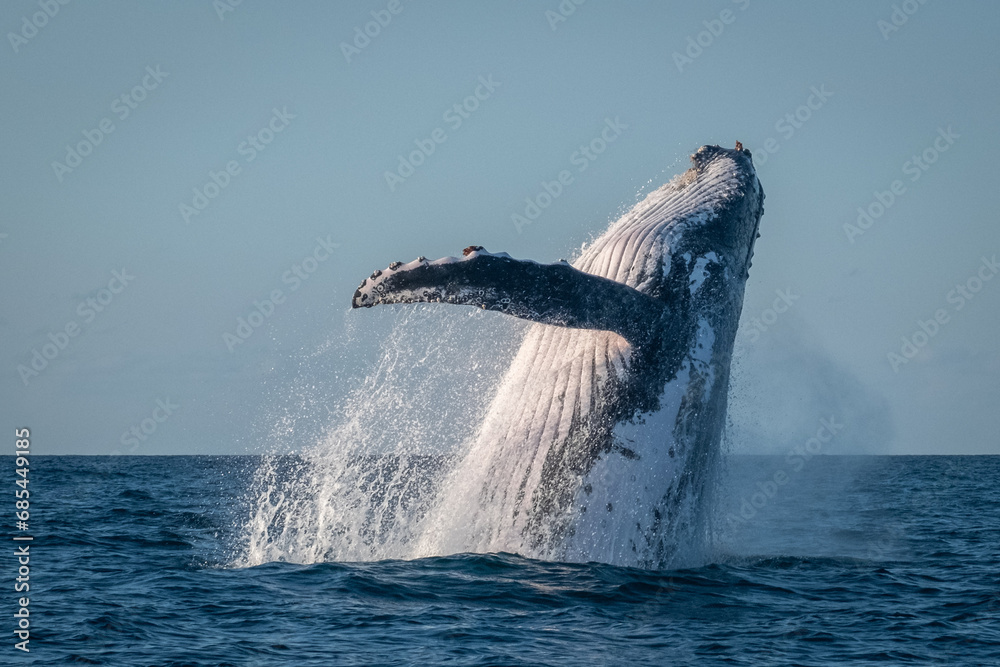 Fototapeta premium Whale breaching off the coast of NSW, Australia. 
