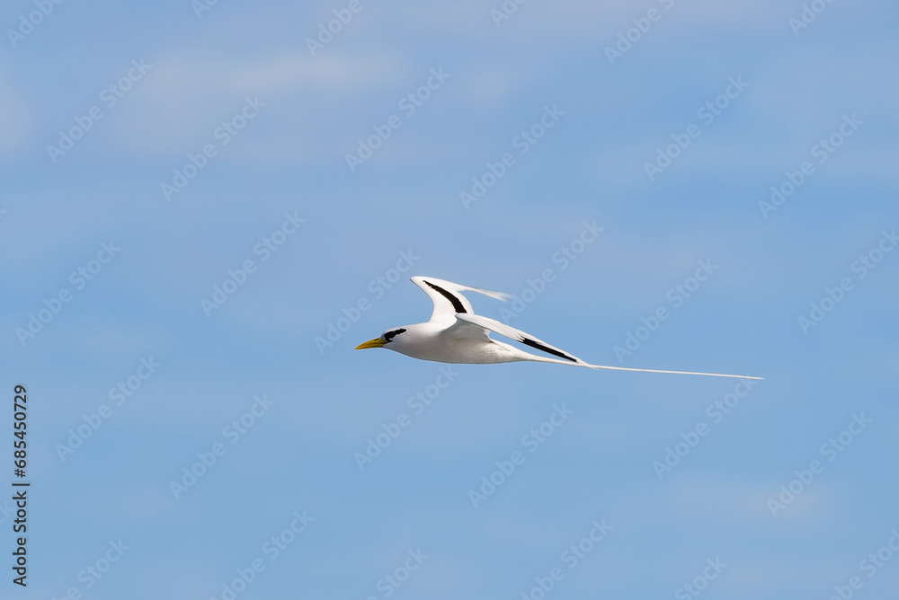 Obraz premium Paille-en-Queue or Phaeton is flying with a blue sky