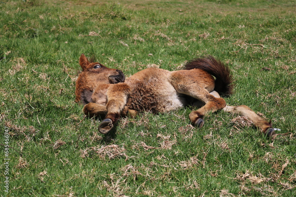 Fototapeta premium A small blonde foal sunbathing in a meadow located in a cool rural area in Dieng, Central Java, Indonesia.