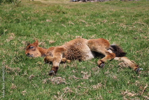 A small blonde foal sunbathing in a meadow located in a cool rural area in Dieng, Central Java, Indonesia.