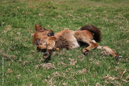 A small blonde foal sunbathing in a meadow located in a cool rural area in Dieng, Central Java, Indonesia.