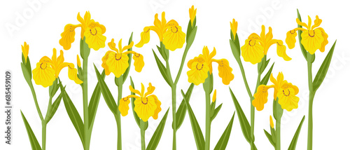 yellow iris, water flag, vector drawing flowers at white background, hand drawn botanical illustration