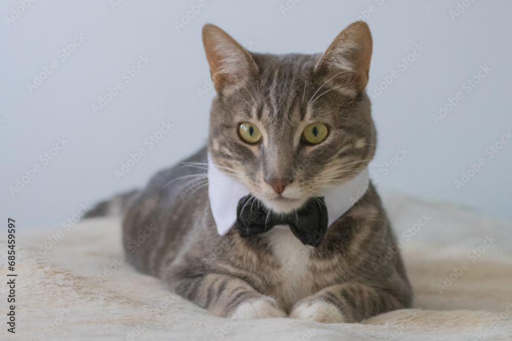 beautiful gray tabby cat with tie in perfect environment and soft colors