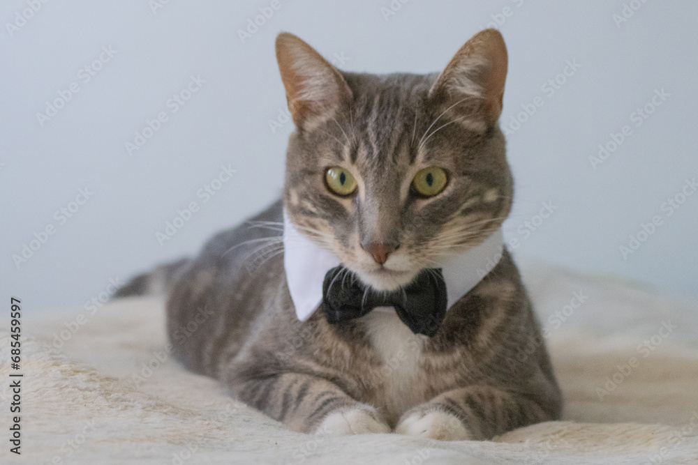 Naklejka premium beautiful gray tabby cat with tie in perfect environment and soft colors