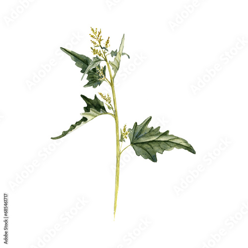 watercolor drawing plant of Atriplex sagittata with green leaves and seeds, , isolated at white background, natural element, hand drawn botanical illustration photo