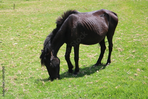 An adult black horse sunbathing in the pasture and eating its food located in a cool rural area in Dieng, Central Java, Indonesia