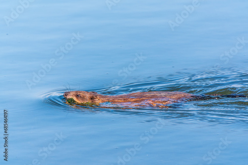 Muskrat, Ondatra zibethicuseats swiming at the surface of the lake water.