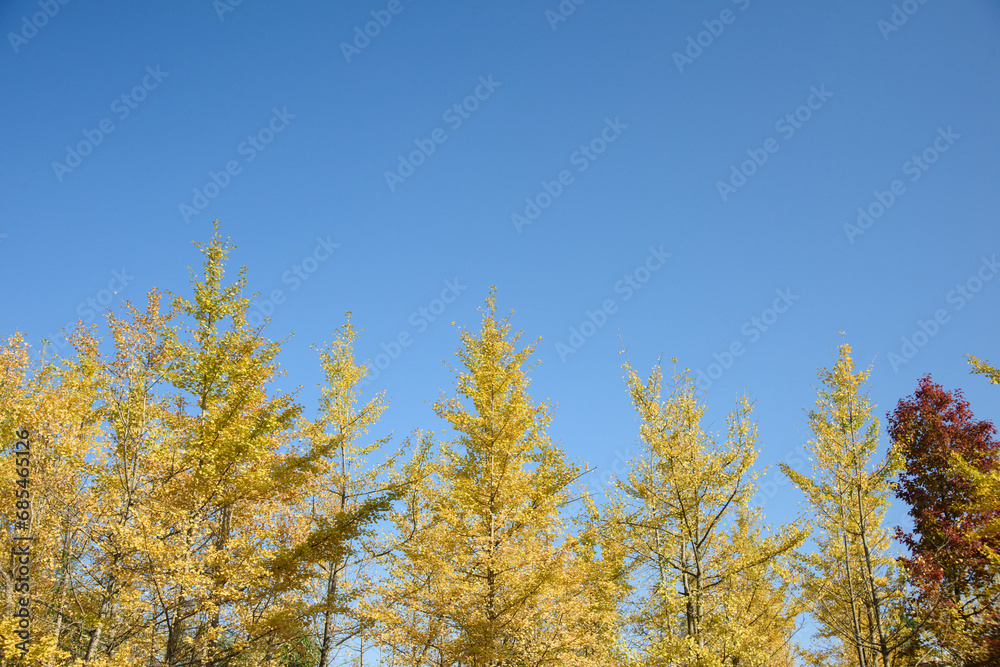 Ginkgo biloba in autumn. This tree is commonly known as ginkgo, gingko or maidenhair tree. It is famous for its decorative leaves. Ginkgo biloba in autumn. This tree is commonly known as ginkgo, gingko or maidenhair tree. It is famous for its decorative leaves.