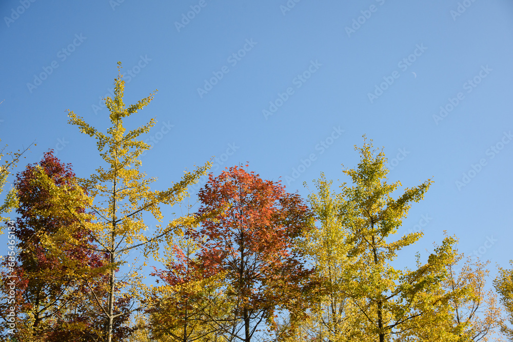 Ginkgo biloba in autumn. This tree is commonly known as ginkgo, gingko or maidenhair tree. It is famous for its decorative leaves. Ginkgo biloba in autumn. This tree is commonly known as ginkgo, gingko or maidenhair tree. It is famous for its decorative leaves.