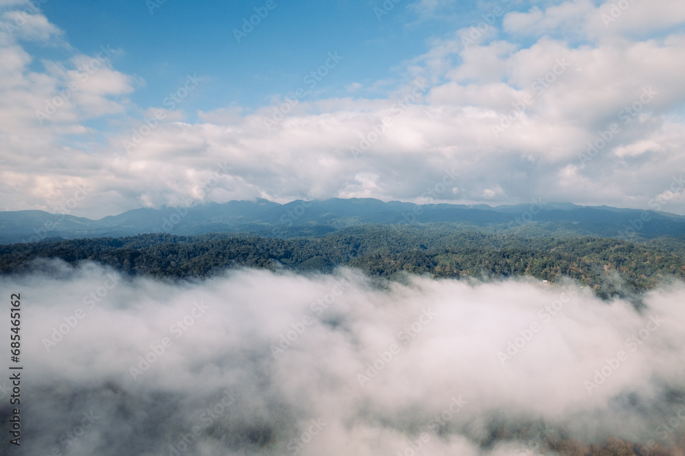 Fog and high angle trees in the morning