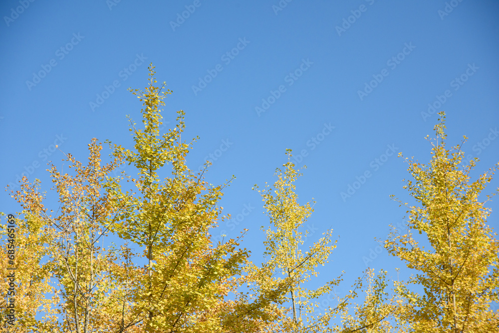 Ginkgo biloba in autumn. This tree is commonly known as ginkgo, gingko or maidenhair tree. It is famous for its decorative leaves. Ginkgo biloba in autumn. This tree is commonly known as ginkgo, gingko or maidenhair tree. It is famous for its decorative leaves.
