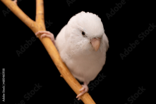 Tiny parrot parakeet white Forpus bird Pacific Parrotlet rest on branch.