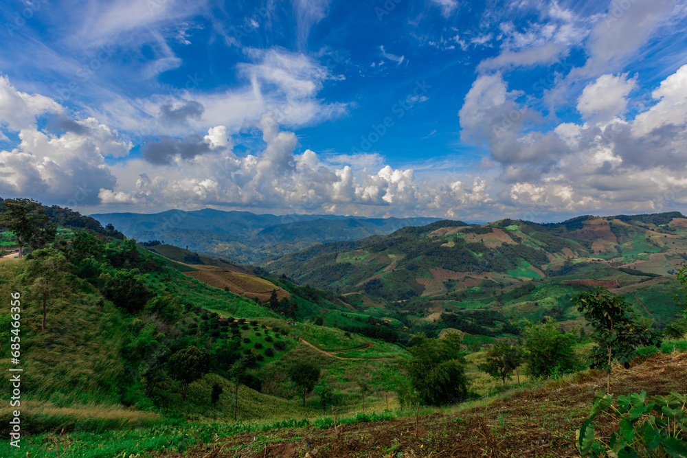 The natural background of the tea plantation and the bright sky surrounding it, the blur of sunlight hitting the leaves and the cool breeze blowing.