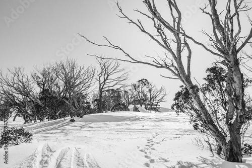 winter landscape with trees