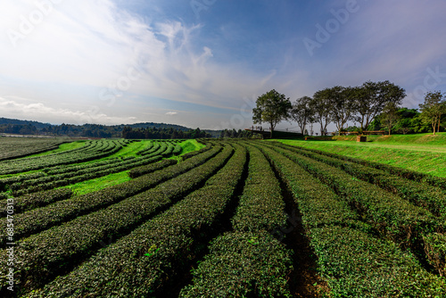 The natural background of the tea plantation and the bright sky surrounding it  the blur of sunlight hitting the leaves and the cool breeze blowing.