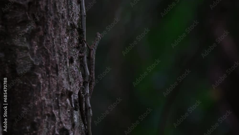 Very dark forest scenario as it is seen on the left side of the tree looking up, Blanford's Flying Dragon, Draco blanfordii, Thailand Very dark forest scenario as it is seen on the left side of the tree looking up, Blanford's Flying Dragon, Draco blanfordii, Thailand