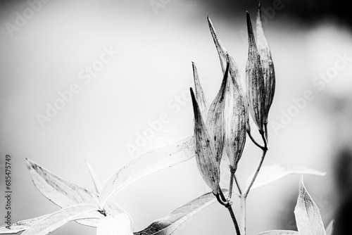 black and white picture of Swamp milkweed seeds in garden photo
