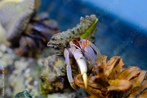 Animal Photography. Animal Close up. Macro shot of Giant Hermit crab (Coenobita Violascens) crawling on sand and rocks, Hermit crab on crabitat. Shot in Macro lens