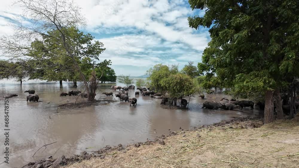 Group of buffalos walking in the lake Group of buffalos walking in the lake