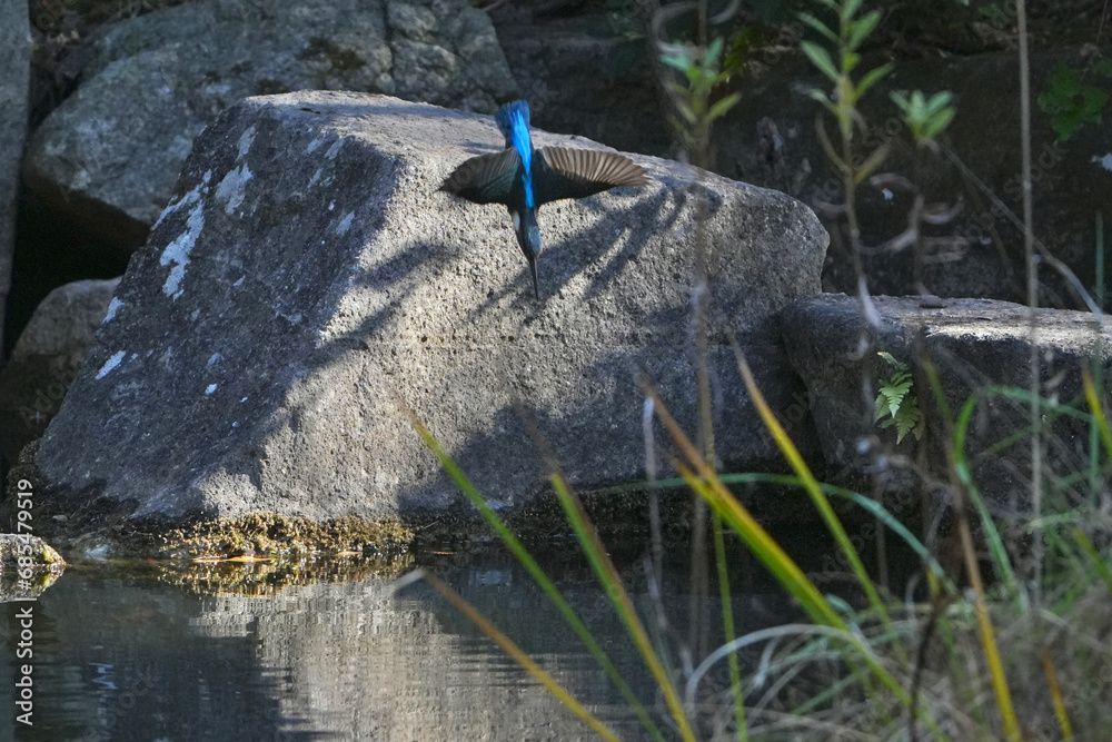 common kingfisher is hunting a fish common kingfisher is hunting a fish