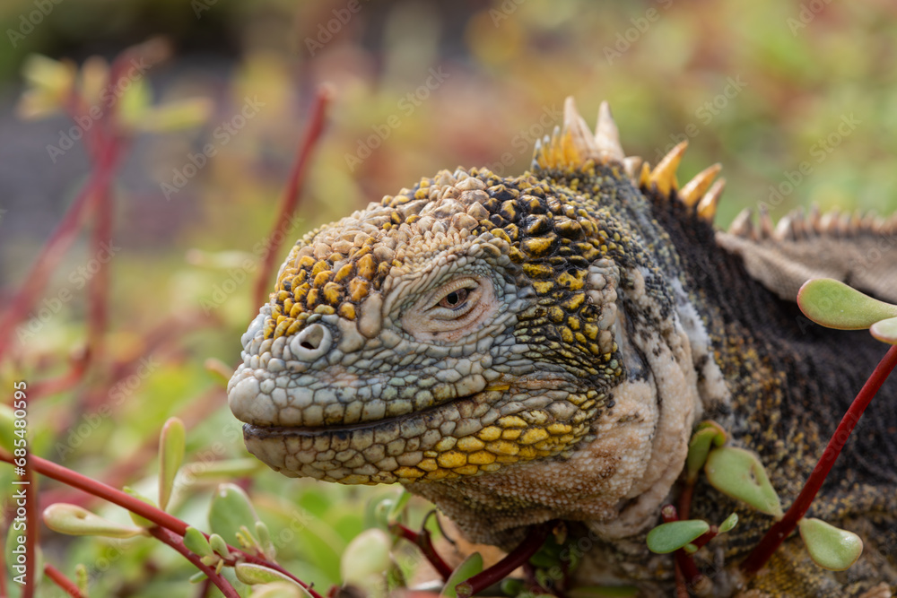 Fototapeta premium A Galapagos hybrid Iguana on South Plaza Island, Galapagos.