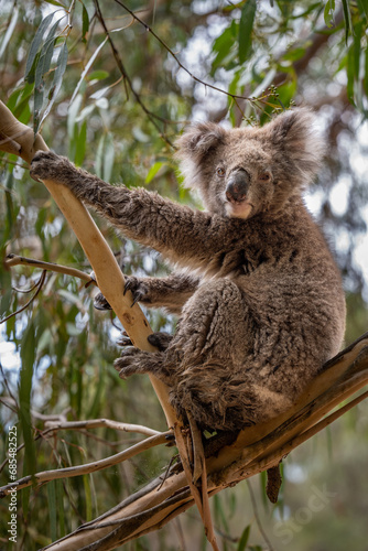 Old Koala in Gum Tree